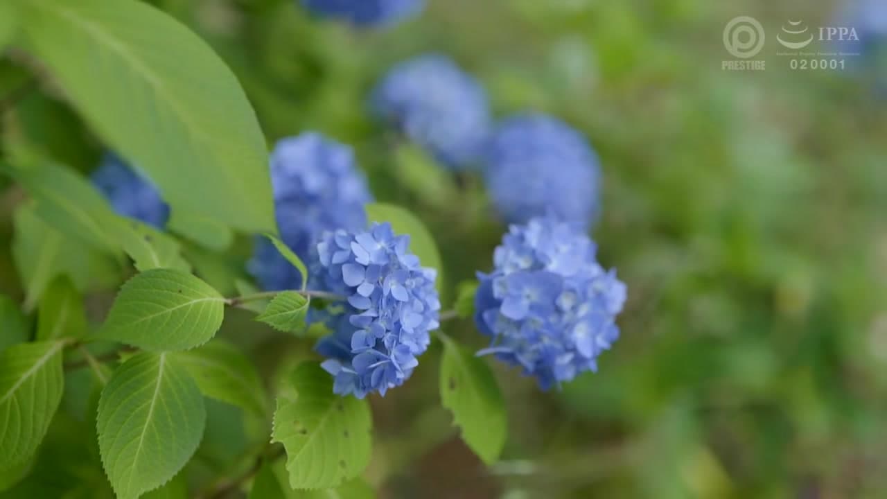 BGN-068 Japanese Amateur_main_thumbnail